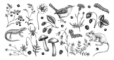 Summer design elements in sketched style. Botanical drawings of wildflowers, herbs, meadows, berries, animals and birds. Vintage wildlife hand-drawn illustrations. Field plants sketches on white